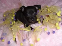 BABY, a female Chihuahua for sale in Canton, MS – Photo 2 of 3