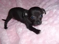 BABY, a female Chihuahua for sale in Canton, MS – Photo 1 of 3