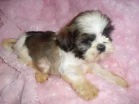 ANCHOR, a male Shih Tzu for sale in Canton, MS – 3 of 3