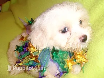 DEXTER – Maltipoo puppy for sale in Canton, MS