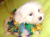 DEXTER, a male Maltipoo for sale in Canton, MS – 1 of 5