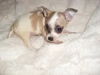 SISTER 2, a female Chihuahua for sale in Canton, MS – 3 of 3