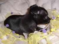 ONXY, a female Chihuahua for sale in Canton, MS – Photo 3 of 4