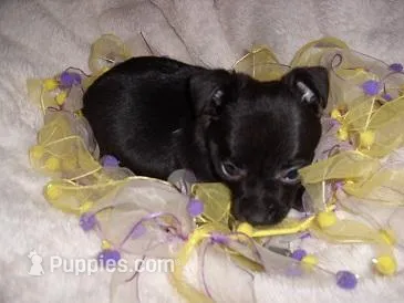 ONXY – Chihuahua puppy for sale in Canton, MS