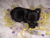 ONXY, a female Chihuahua for sale in Canton, MS – Photo 1 of 4