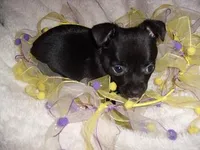 ONXY, a female Chihuahua for sale in Canton, MS – Photo 2 of 4