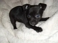 ONXY, a female Chihuahua for sale in Canton, MS – Photo 4 of 4