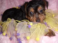 YORK BABY, a female Yorkipoo for sale in Canton, MS – 2 of 2