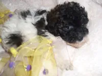 BUBBLES, a female Poodle - Toy  for sale in Canton, MS – 4 of 4