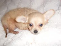 TINY JACK, a male Chihuahua for sale in Canton, MS – 3 of 3