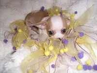 DELIA, a female Chihuahua for sale in Canton, MS – 2 of 3