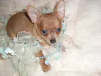 PACO, a  Chihuahua for sale in Canton, MS – 3 of 4