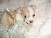 BAILEY, a male Chihuahua for sale in Canton, MS – 3 of 3