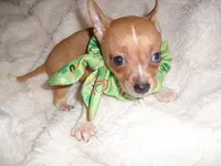 JAZZ, a male Chihuahua for sale in Canton, MS – 3 of 3