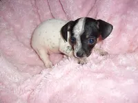 BABY GIRL 3, a female Chihuahua for sale in Canton, MS – 1 of 2