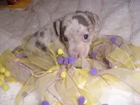 MERLE BABY, a female Chihuahua for sale in Canton, MS – 3 of 5