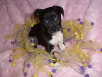 SPECIAL BABY, a female Chihuahua for sale in Canton, MS – 4 of 4