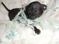 MIDNIGHT, a male Chihuahua for sale in Canton, MS – 4 of 4