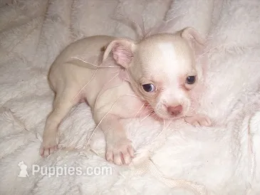 FANCY – Chihuahua puppy for sale in Canton, MS