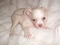 FANCY, a female Chihuahua for sale in Canton, MS – 1 of 4