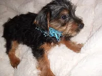 BUSTER, a male Yorkshire Terrier for sale in Canton, MS – 3 of 4
