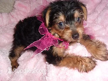 YORK BABY – Yorkipoo puppy for sale in Canton, MS