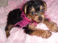 YORK BABY, a female Yorkipoo for sale in Canton, MS – 1 of 2
