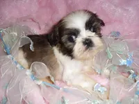 PEPPER, a male Shih Tzu for sale in Canton, MS – 3 of 4