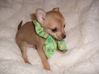 BUSTER, a male Chihuahua for sale in Canton, MS – 4 of 4