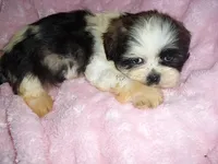 ANCHOR, a male Shih Tzu for sale in Canton, MS – 2 of 3