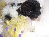 BUBBLES, a female Poodle - Toy  for sale in Canton, MS – 2 of 4
