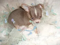 TINY MAN 2, a male Chihuahua for sale in Canton, MS – 3 of 3