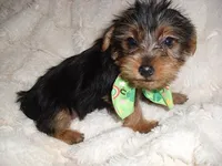 TINY BOY, a male Yorkshire Terrier for sale in Canton, MS – 2 of 4