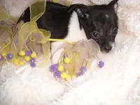 ANGEL, a female Chihuahua for sale in Canton, MS – 2 of 5