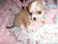 TINY PICKLE, a male Chihuahua for sale in Canton, MS – Photo 4 of 4
