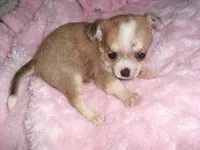 TINY PICKLE, a male Chihuahua for sale in Canton, MS – Photo 2 of 4