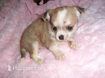 TINY PICKLE – Chihuahua puppy for sale in Canton, MS