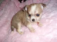 TINY PICKLE, a male Chihuahua for sale in Canton, MS – Photo 1 of 4