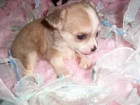 TINY PICKLE, a male Chihuahua for sale in Canton, MS – Photo 3 of 4
