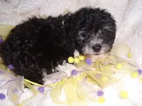 MINNIE, a female Poodle - Toy  for sale in Canton, MS – 4 of 4