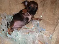TINY MAN 2, a male Chihuahua for sale in Canton, MS – 4 of 4