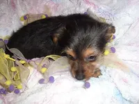 LUNA, a female Yorkshire Terrier for sale in Canton, MS – 3 of 4