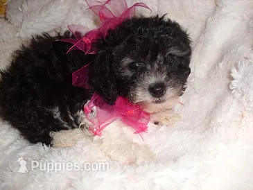 MINNIE – Poodle - Toy  puppy for sale in Canton, MS