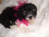 MINNIE, a female Poodle - Toy  for sale in Canton, MS – 1 of 4