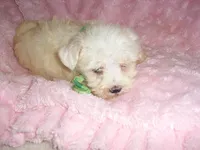 LITTLE MAN, a male Maltipoo for sale in Canton, MS – 2 of 2