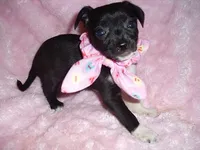 SPECIAL BABY, a female Chihuahua for sale in Canton, MS – 2 of 4