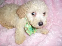 BOSTON, a male Poodle - Toy  for sale in Canton, MS – 2 of 2