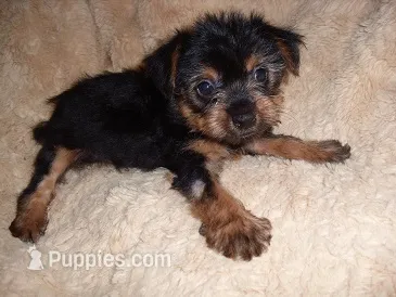 POO GIRL – Yorkipoo puppy for sale in Canton, MS