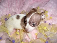 SWEETIE, a female Chihuahua for sale in Canton, MS – Photo 1 of 3
