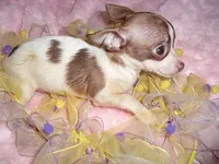 SWEETIE, a female Chihuahua for sale in Canton, MS – Photo 2 of 3